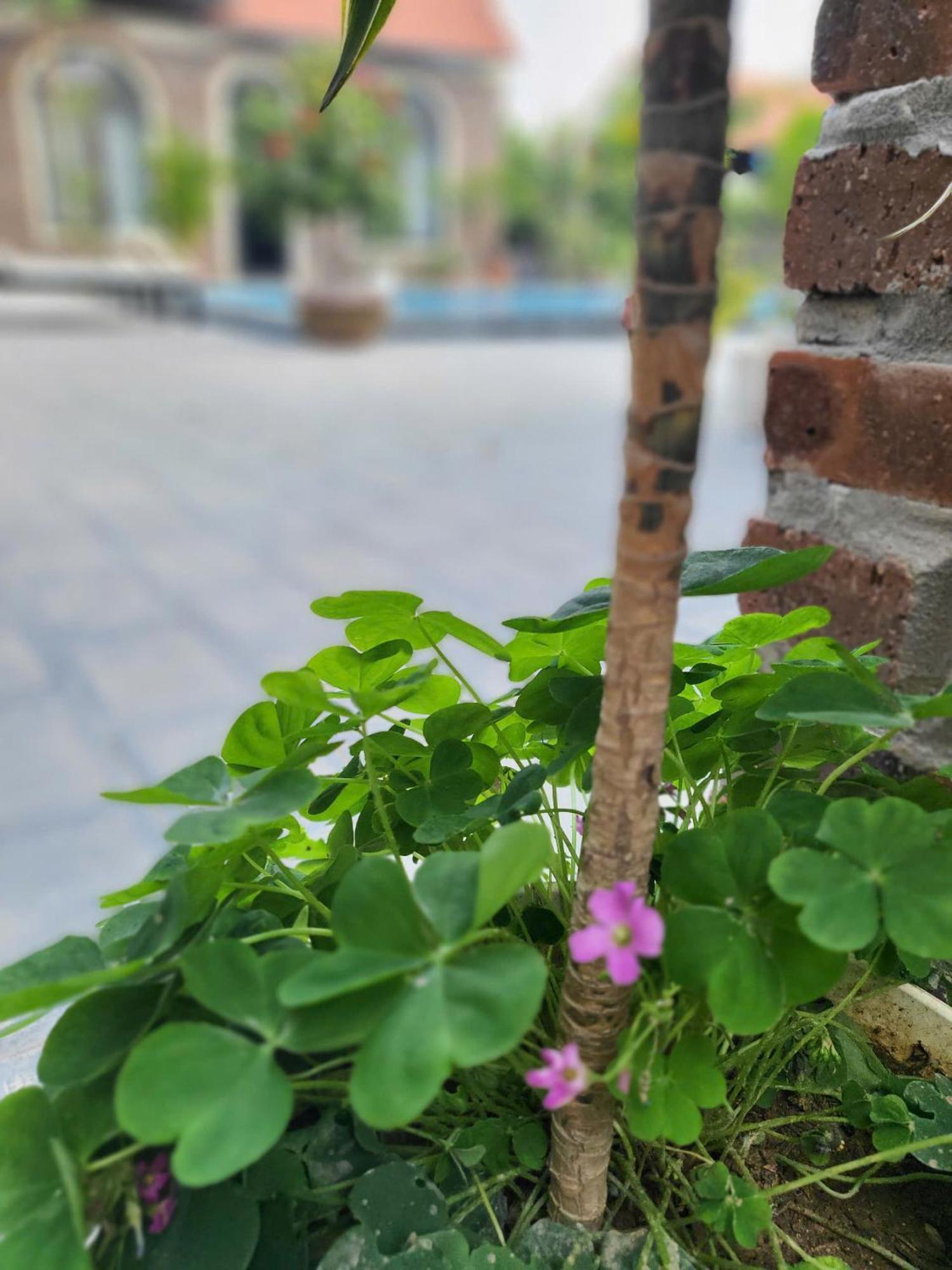 Tam Coc Pomelo Garden Apartment นิญบิ่ญ ภายนอก รูปภาพ